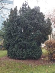 Taxus baccata