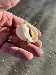 Semicassis granulata