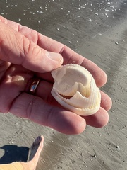 Semicassis granulata