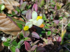 Polygaloides chamaebuxus