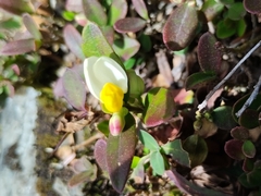 Polygaloides chamaebuxus