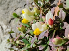 Polygaloides chamaebuxus