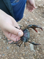 Sayamia bangkokensis