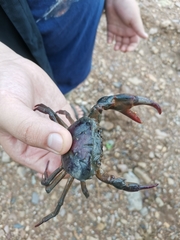 Sayamia bangkokensis