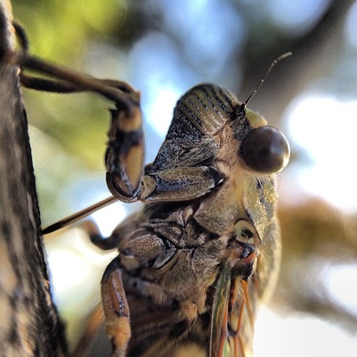 Priest Cicada photo 4