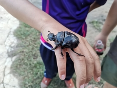 Heliocopris bucephalus