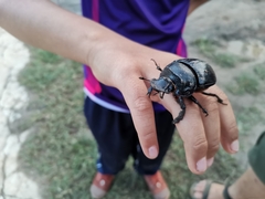 Heliocopris bucephalus