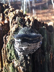 Heterobasidion annosum