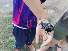 Heliocopris bucephalus