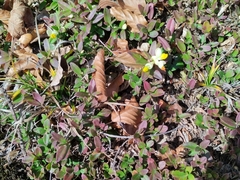 Polygaloides chamaebuxus