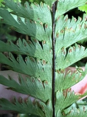 Hymenasplenium cheilosorum