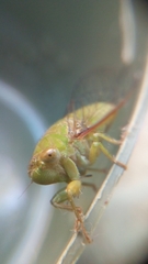 Cicadettinae