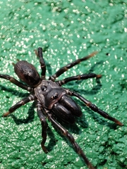 Atypus affinis