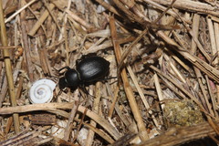 Tentyria mucronata