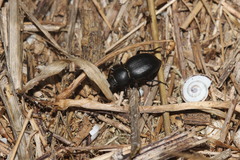 Tentyria mucronata
