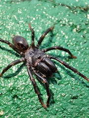 Atypus affinis