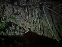 Arachnocampa