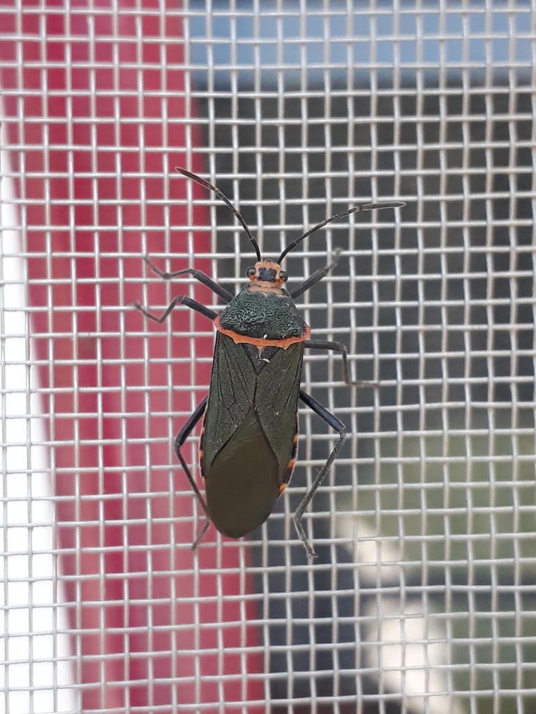 Sphictyrtus affinis