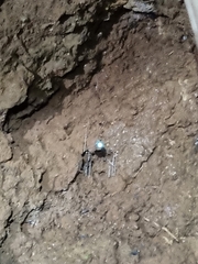 Arachnocampa