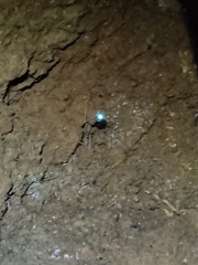 Arachnocampa