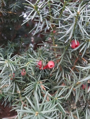Taxus baccata