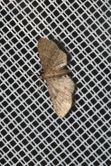 Eupithecia haworthiata