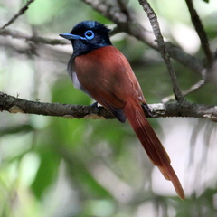 Terpsiphone viridis granti