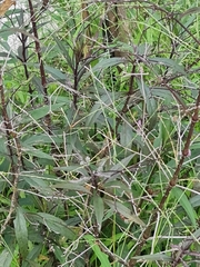 Hibiscus sabdariffa