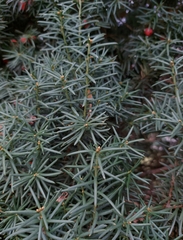 Taxus baccata