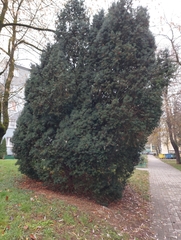 Taxus baccata