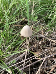Conocybe apala