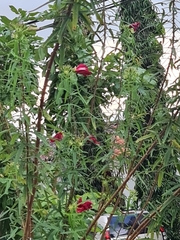 Malvaviscus penduliflorus