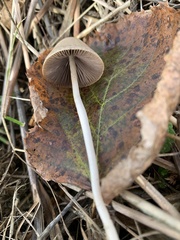 Conocybe apala