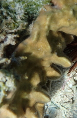 Millepora exaesa