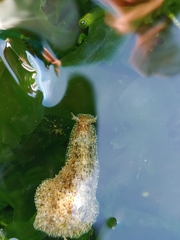 Dolabrifera dolabrifera