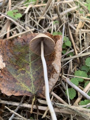 Conocybe apala