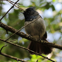 Trochocercus cyanomelas cyanomelas