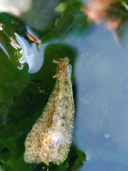 Dolabrifera dolabrifera