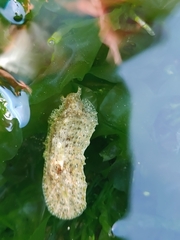 Dolabrifera dolabrifera