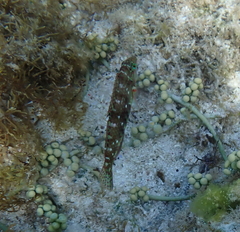 Halichoeres nebulosus