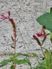 Celosia spicata