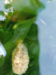 Dolabrifera dolabrifera