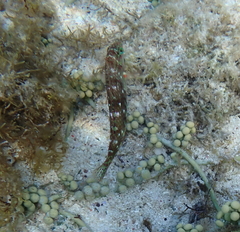 Halichoeres nebulosus