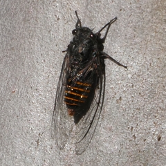 Pauropsalta mneme