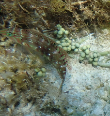 Halichoeres nebulosus