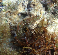 Halichoeres nebulosus