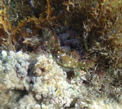 Halichoeres nebulosus