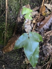 Asplenium hemionitis image