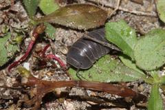 Armadillo officinalis