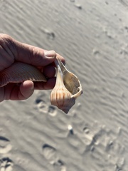 Sinistrofulgur pulleyi